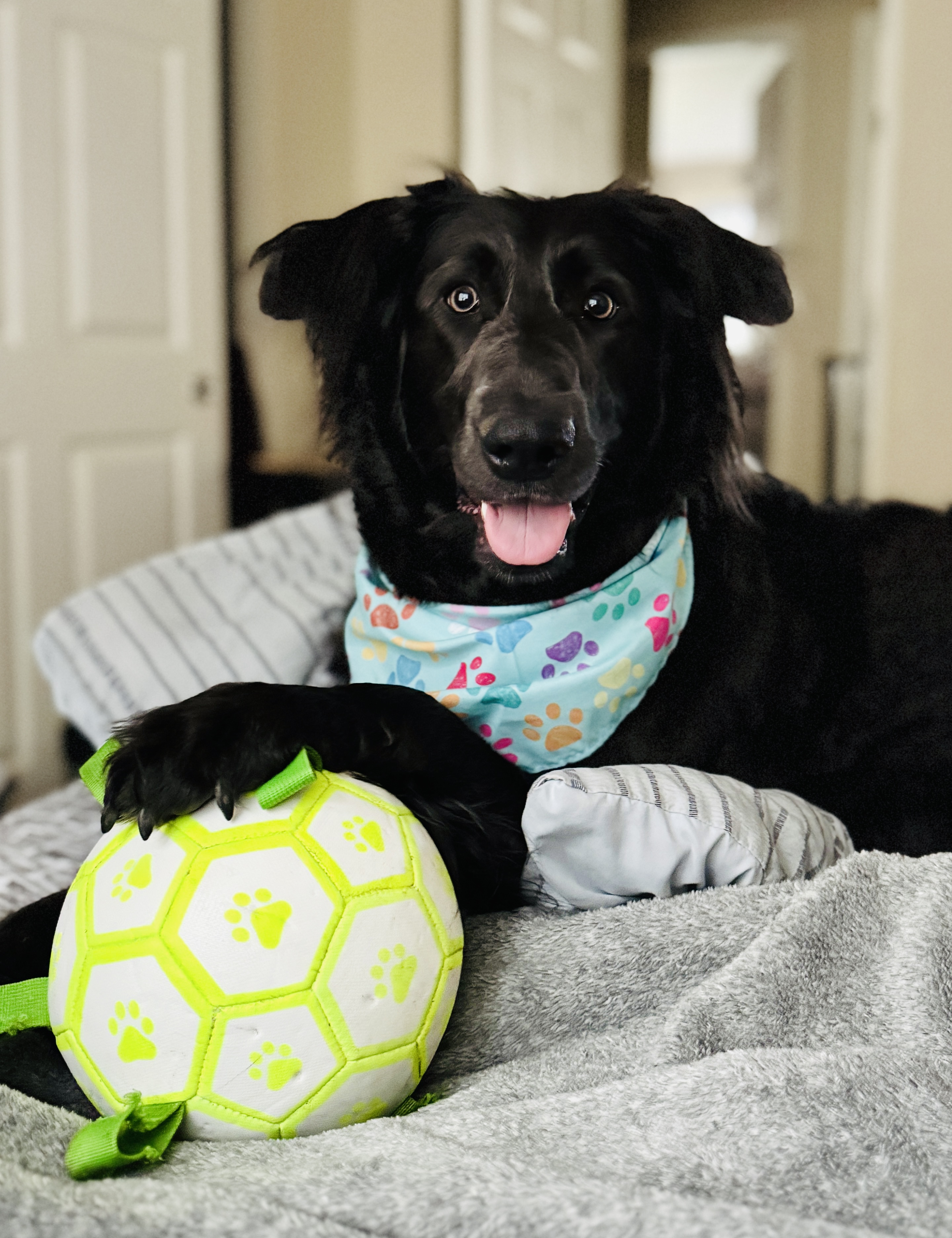 Happy dog with a paw-print bandana and toy ball
